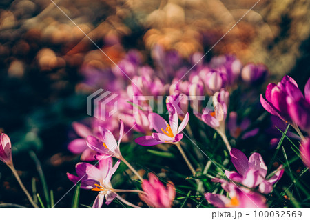 Purple crocus flowers in spring. High quality photo. 100032569