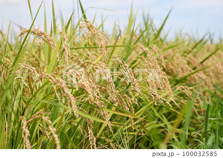 秋の実り　稲穂　米 100032585