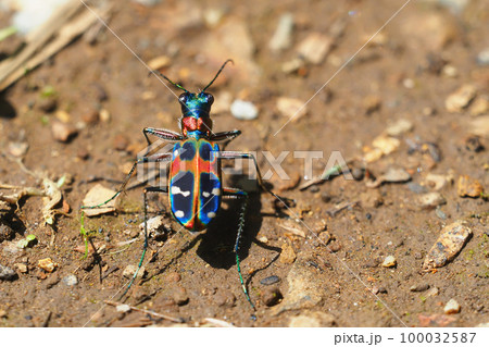 ハンミョウ（ナミハンミョウ） 100032587