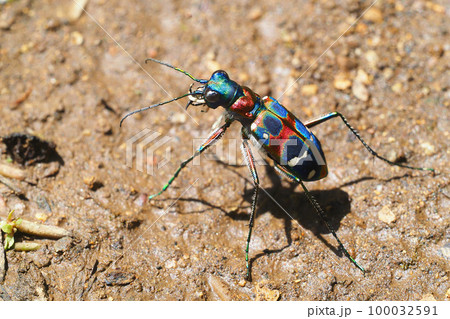 ハンミョウ（ナミハンミョウ） 100032591