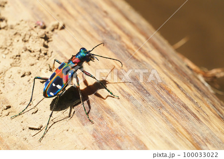 ハンミョウ(ナミハンミョウ) ハンミョウ(ナミハンミョウ) 100033022