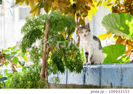 carefully stray cat look at you carefully stray cat look at you 100033155