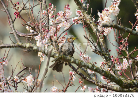 梅の花の中のヒヨドリ 100033376