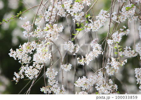 満開の枝垂れ桜 【石塚桜】【麻績の里】 満開の枝垂れ桜 【石塚桜】【麻績の里】 100033859