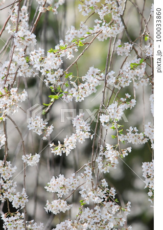 満開の枝垂れ桜 【石塚桜】【麻績の里】 満開の枝垂れ桜 【石塚桜】【麻績の里】 100033860