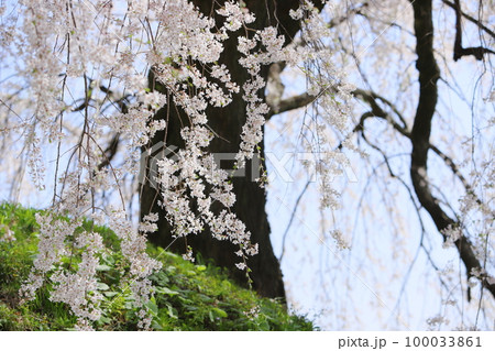麻績の里 石塚桜 【青空バック】 麻績の里 石塚桜 【青空バック】 100033861