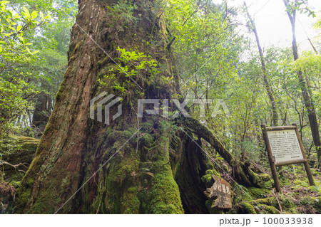 屋久杉ひげ長老 屋久島国立公園春景色 屋久杉ひげ長老 屋久島国立公園春景色 100033938