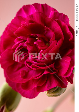 Macro photo of a red carnation fresh flower. Feminine abstract, pink background with copy space. Macro photo of a red carnation fresh flower. Feminine abstract, pink background with copy space. 100033942