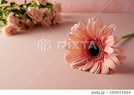 Gerbera fresh flower and roses over pink background. Abstract floral greeting card 100033984