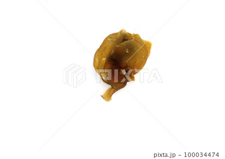 アメフラシ 100034474