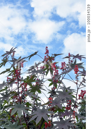 トウゴマ トウゴマ 100034539