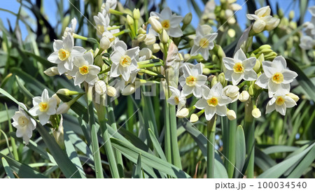 水仙の花(Narcissus) 水仙の花(Narcissus) 100034540