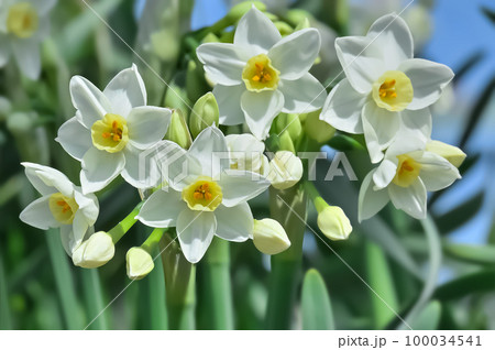 水仙の花(Narcissus) 100034541