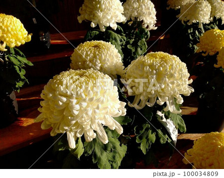 見事な大輪の菊… お不動さんの『菊まつり』 見事な大輪の菊… お不動さんの『菊まつり』 100034809