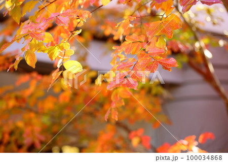 サルスベリの紅葉 100034868