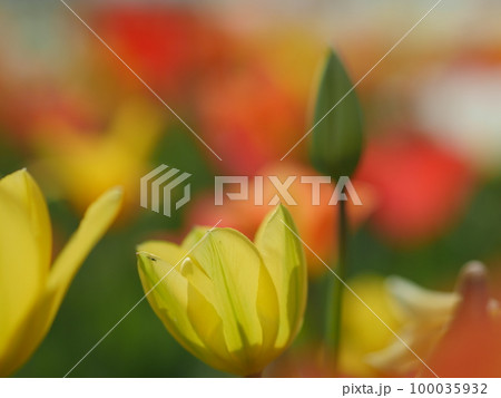Macro of bright flowers 100035932