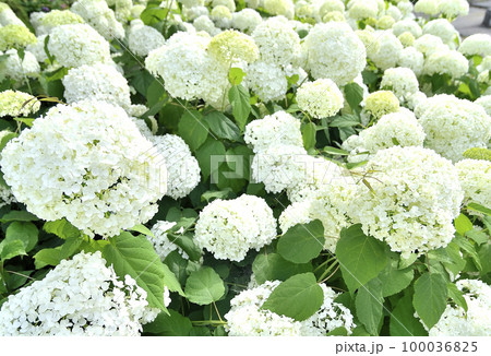 沢山の花を付けた満開の白い紫陽花 100036825