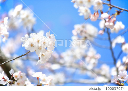 白い大島桜のクローズアップ 100037074