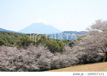 鹿児島市青少年研修センターから見る桜と桜島 鹿児島市青少年研修センターから見る桜と桜島 100037121