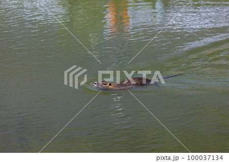 EOSR6.広島尾道、ニュートリノ潜水法。 100037134