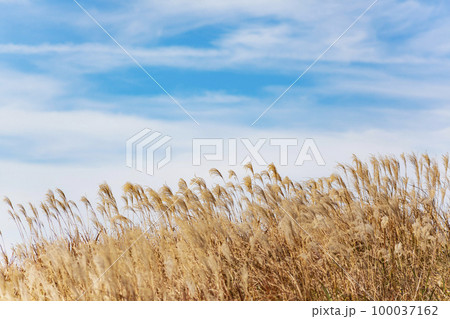 阿蘇　米塚下園地周辺の風景 100037162