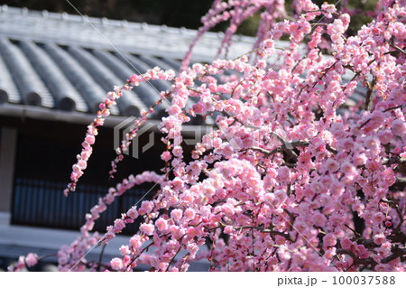 淡路島_村上邸のしだれ梅 淡路島_村上邸のしだれ梅 100037588