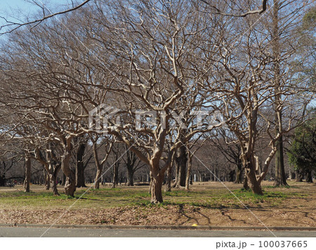 サルスベリ 100037665