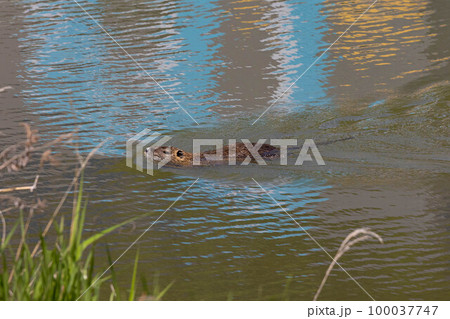 EOSR6.広島尾道、ニュートリノ河川の色を遮る。 100037747