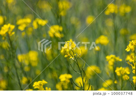 EOSR6.広島尾道、尾道菜の花。 100037748