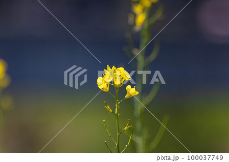 EOSR6.広島尾道、菜の花へよる。 100037749