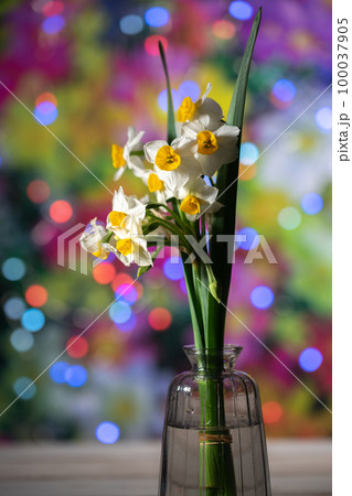 水仙の花 屋内撮影 水仙の花 屋内撮影 100037905