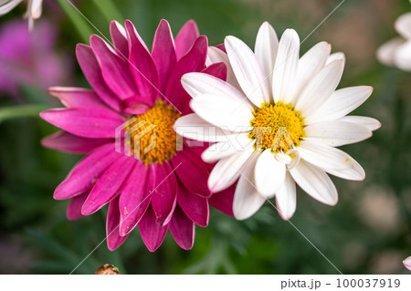 マーガレットの花 春の彩り マーガレットの花 春の彩り 100037919