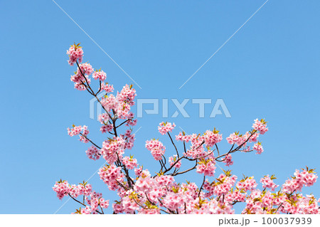 春の香りを漂わせる色とりどりの桜の花たち 春の香りを漂わせる色とりどりの桜の花たち 100037939