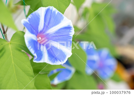 朝顔の花　夏休みのイメージ 100037976