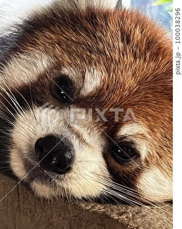 レッサーパンダ  Ailurus fulgens 100038296