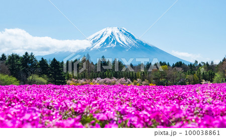 富士芝桜まつり 100038861