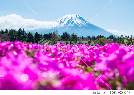 富士芝桜まつり 100038878