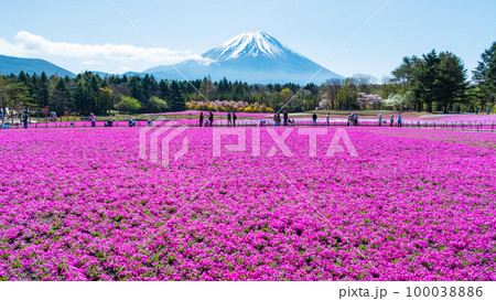 富士芝桜まつり 100038886