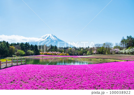 富士芝桜まつり 100038922