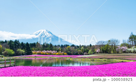富士芝桜まつり 富士芝桜まつり 100038925