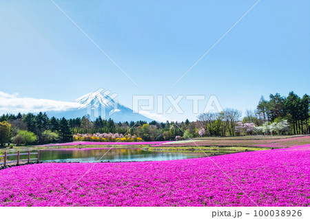富士芝桜まつり 100038926