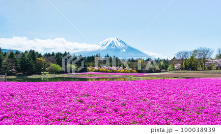 富士芝桜まつり 100038939