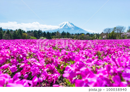 富士芝桜まつり 100038940