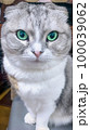 ネコ 100039062