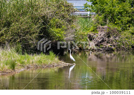 EOSR6.広島尾道、御調川に佇むサギ。 100039111