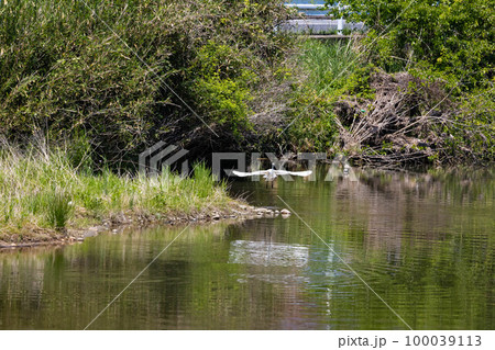 EOSR6.広島尾道、翼一文字、サギ翼をとらえる。 100039113