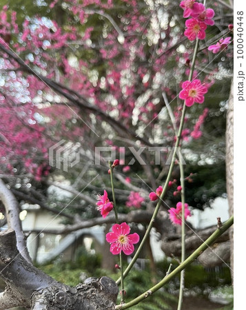 遅咲きの紅梅 100040448