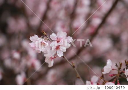 風に揺られる桜 風に揺られる桜 100040479