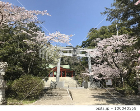 香取神宮の鳥居と桜 香取神宮の鳥居と桜 100040559