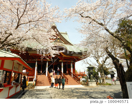 桜が満開のあけぼの山農業公園布施弁天 100040571